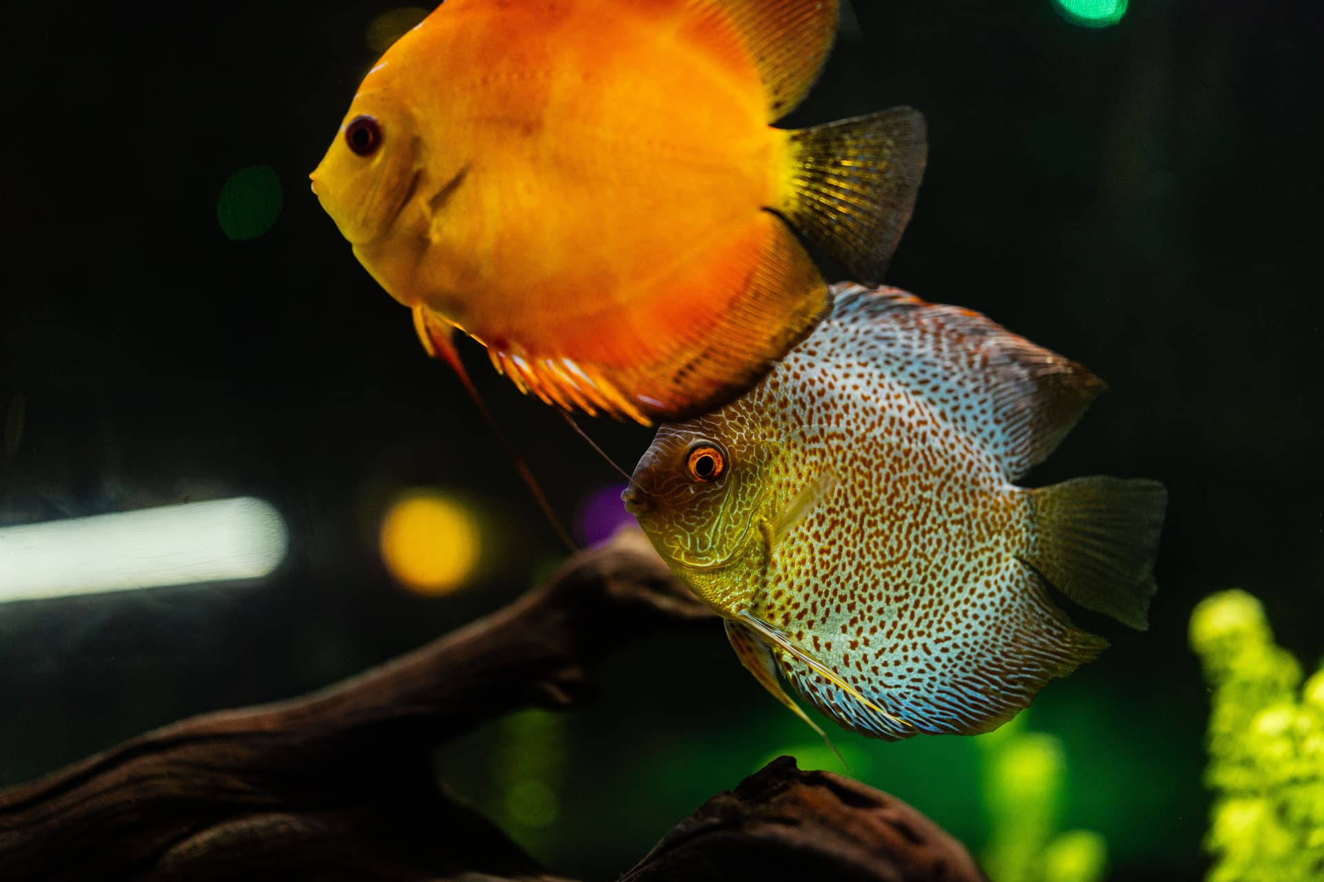 Fish Minerals